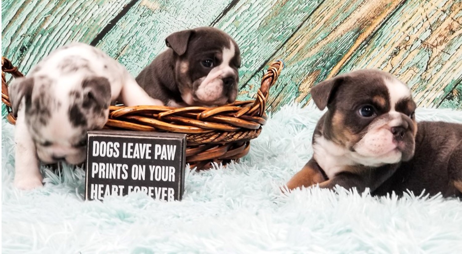 chance, mcneil, dog, breeder, puppies, chance-mcneil, dog-breeder, harrisburg, sd, south-dakota, puppy, dog, kennels, mill, puppymill, usda, 5-star, certificate, frenchies, bulldogs, ACA, registered