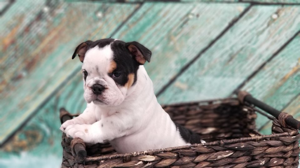 chance, mcneil, dog, breeder, puppy5, chance-mcneil, dog-breeder, harrisburg, sd, south-dakota, puppy, dog, kennels, mill, puppymill, usda, 5-star, certificate, frenchies, bulldogs, ACA, registered